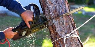  Lakeland South, WA Tree Removal and Landscaping Services Pros